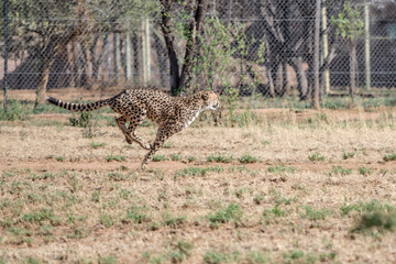 cheetah doing his run at high speed at Conservation facility, near Otjiwarongo,  Namibia