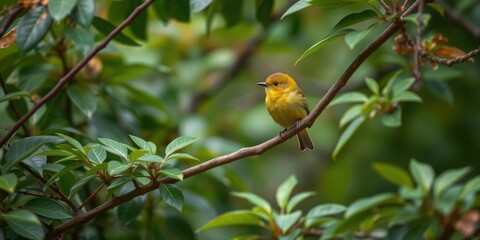 Fototapeta premium Small green bird with a rounded body perched on a branch of dense foliage, wildlife, greenfinch perched in branches, bird on branch
