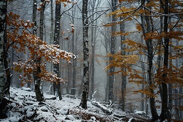 A forest during the first snowfall of winter, with a light dusting of snow on the branches and forest floor.