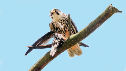 hawk on a branch