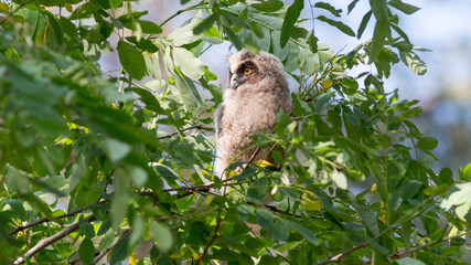 great horned owl