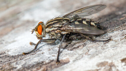 close up of a fly