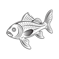 fish vector illustration