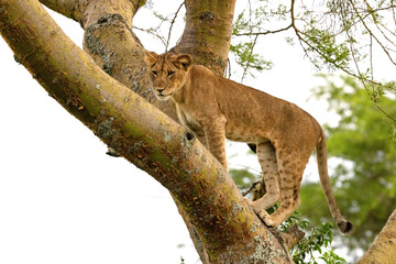 Juvenile lion in a tree. The Ishasha sector of Queen Elizabeth National Park is famous for the tree...