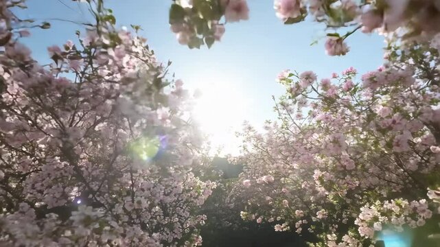Timelapse photography of spring white and pink flowering bush with flowers and green leaves, beautiful background. Branch of bush in spring. Beautiful background, creating spring summer mood and touri