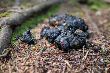 Bear scat or feces on forest ground. Close up of brown bear poop with seeds. Outdoor safety and...