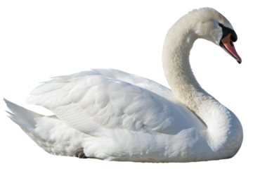white swan on white