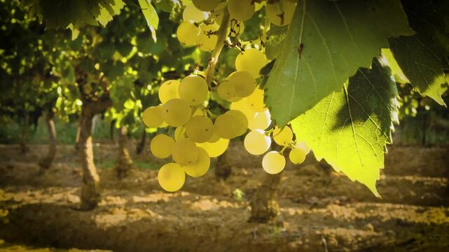 Un raisin en &eacute;t&eacute;