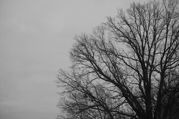 leafless branches of big oak tree in wintertime