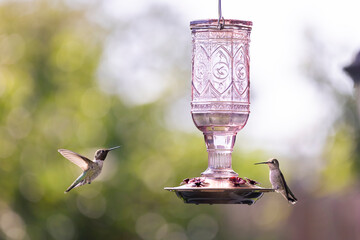 Two little thirsty hummingbirds drinking from a bird feeder