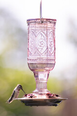 Naklejka premium Little thirsty hummingbird drinking from a bird feeder