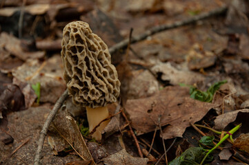 A close-up of a single white Morel Mushroom growing on the forest floor