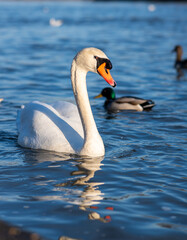 Naklejka premium Schwan im Winter