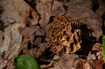 A close-up of a single yellow Morel Mushroom growing on the forest floor