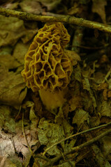 A close-up of a single yellow Morel Mushroom growing on the forest floor