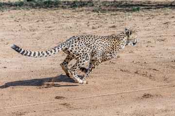 cheetah running  to catch bait at Conservation facility, near Otjiwarongo,  Namibia