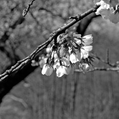 cherry blossom in spring