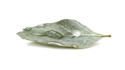 A crystal-clear droplet of water on a leaf, clean white background, transparent isolate
