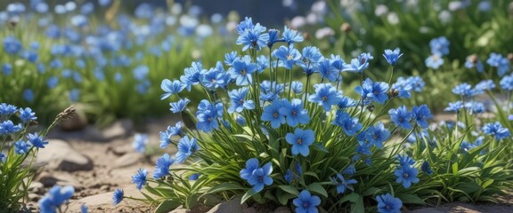Spring blooming perennial with small, fragrant flowers in a bright blue color, , garden additions