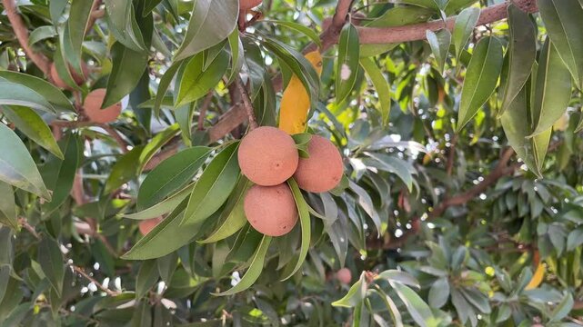 Fresh sapodilla fruit hanging on sapodilla tree in asia .