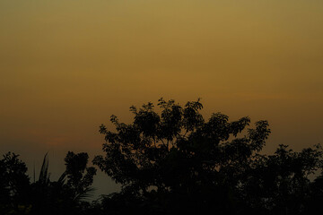 Golden Sunset Silhouette with Trees in the Foreground