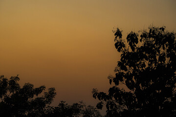 Golden Sunset Silhouette with Trees in the Foreground