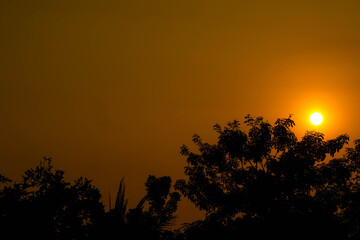 Golden sunset shadow with trees in the foreground.