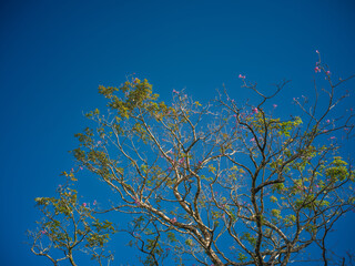 Spring New Green Leaves and Pink Tree Orchids Under Azure Blue Sky in Manoa Hawaii.