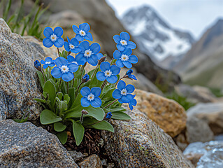  alpine forget-me-nots in swiss peaks
