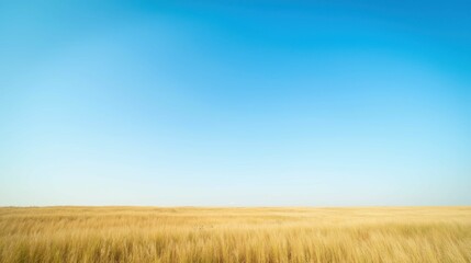 Expansive Golden Field Under Vibrant Clear Blue Sky