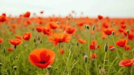 Beautiful Poppy Field in Full Bloom Under Clear Blue Sky