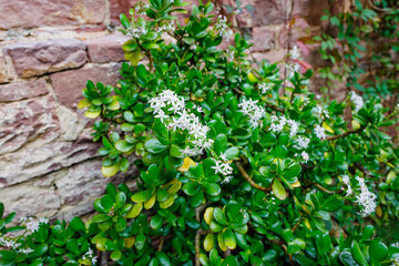 Bright green succulent plant blooms with small white flowers against a rustic stone wall in a serene garden setting