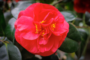 Vibrant red camellia japonica flower blooming among lush green leaves in a garden during springtime