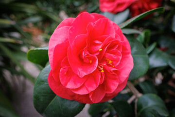 Bright pink camellia bloom with lush green leaves in a serene garden setting during springtime
