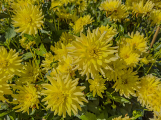 Yellow Dahlia flowers Semi-Cactus Aggerperle in garden.