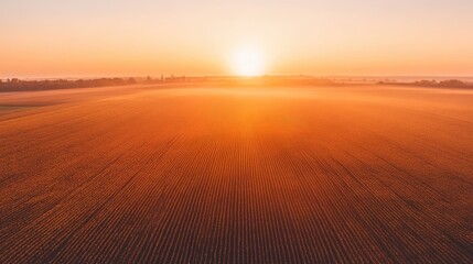 Fototapeta premium Serene sunrise over expansive golden fields, with mist rising and a tranquil atmosphere