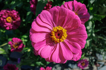 Pink Zinnia Flower in Full Bloom, close up