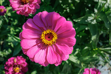 Fototapeta premium Pink yellow Zinnia Flower in Full Bloom, close up