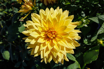 Yellow dahlia flower in full bloom in garden, closeup. Dahlia 'Wanda's Capella' giant sized flowers