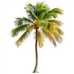 Obraz premium Palm tree with green branches isolated on white background