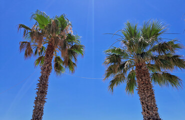 Two tall palm trees against a bright blue sky