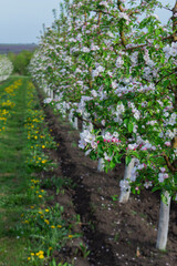 Blooming apple orchard, grass and blooming dandelions in the north of Moldova. Selective focus.