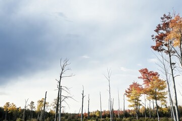 Beautiful autumn scene of Nature and  the green forest.. Colorful morning view of  of nature concept mountain background. Generative AI