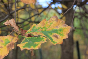autumn leaves on a tree