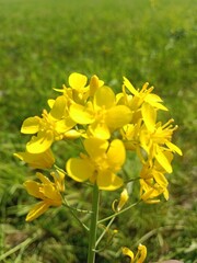 Obraz premium yellow flowers in the garden
