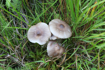 Cuphophyllus flavipesoides, known as Yellow foot Waxcap, wild mushroom from Finland