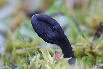 Geoglossum umbratile, also called Geoglossum nigritum, commonly known as Plain Earthtongue, wild fungus from Finland
