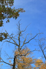 barren branches of a tree against the clear blue sky