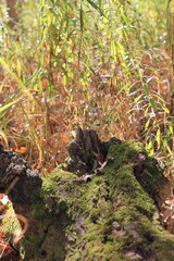 A field of wild plants growing in the meadow.