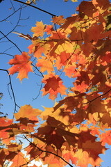 autumn leaves on the tree